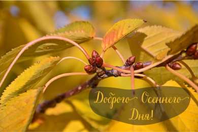 Открытки Осень Открытки на осень. Осенние открытки. С осенью поздравления.  Открытки на осень. Осенние открытки. С осенью поздравления. Красивые открытки смотреть онлайн бесплатно. Хорошего осеннего дня и осеннего утра. Осенние открытки для близких.