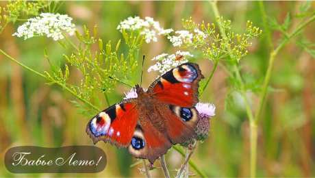 Бабье лето Открытки с поздравлениями на Бабье Лето. С Бабьим Летом! Праздник.