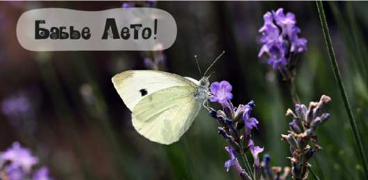 Бабье лето Открытки с поздравлениями на Бабье Лето. С Бабьим Летом! Праздник.