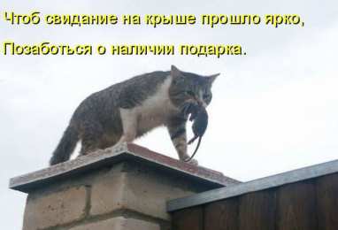 Прикольные открытки с животными Открытки с животными. Прикольные открытки с животными. Юмор и животные.