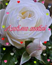 Люблю тебя Открытки для любимых. Открытки с надписью - я люблю тебя! Люблю.