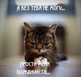 Открытки с извинениями любимым Открытки с извинениями для любимых. Просьба о прощении любимого.